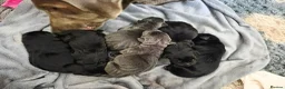 Mixed Breed dogs for sale: Mr D Morgan in Birmingham - Advert 3