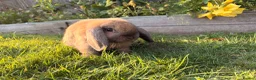 Dwarf Lop rabbits for sale: Dwarf Lop boy  in Nottingham - Advert 1