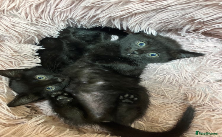 Mixed Breed cats for sale - Advert 1