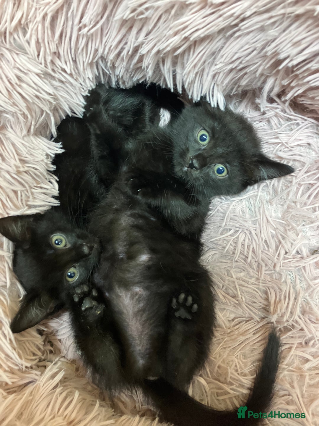 Mixed Breed cats for sale: Lovely little kittens for sale - Image 1