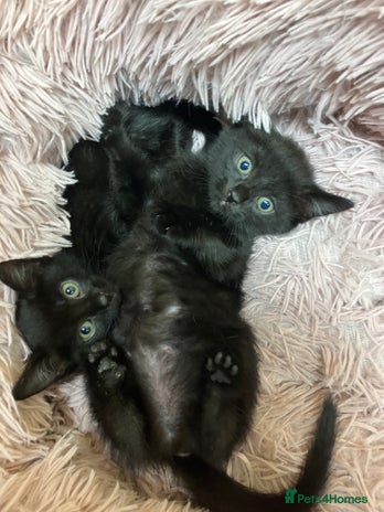 Mixed Breed cats - Advert 3
