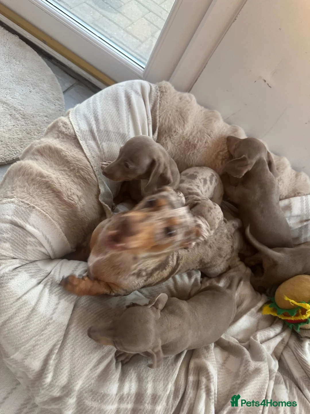 Miniature Dachshund dogs for sale: Miniature Dutch hound puppies - Advert 1