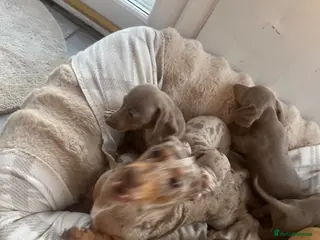 Miniature Dachshund dogs Miniature Dutch hound puppies - Advert 1