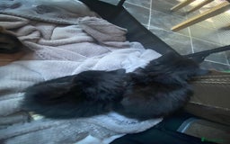 Mixed Breed cats for sale: 9 beautiful healthy kittens - Image 3
