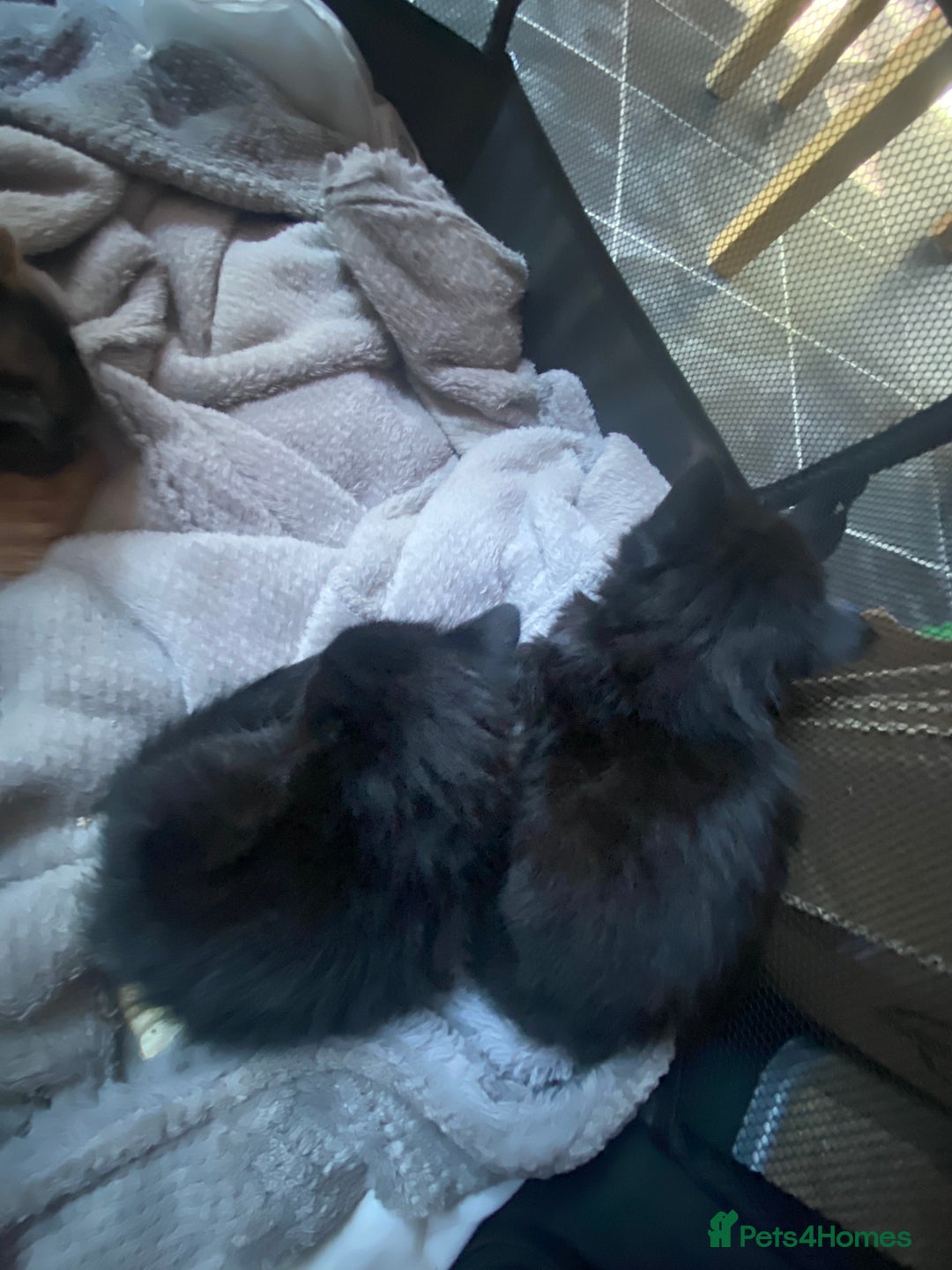 Mixed Breed cats for sale: 9 beautiful healthy kittens - Image 3
