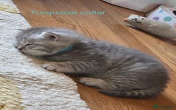 British Shorthair cats for sale: 🐾 4 Adorable British Shorthair Kittens Available! - Image 16