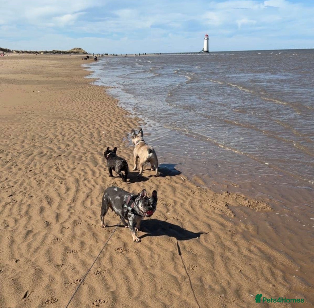 French Bulldog dogs for sale: KC registered male French bulldog, Vinnie in Wrexham - Advert 3