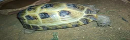 Tortoise reptiles for sale: Tortoise in need of new home. in Todmorden - Advert 3