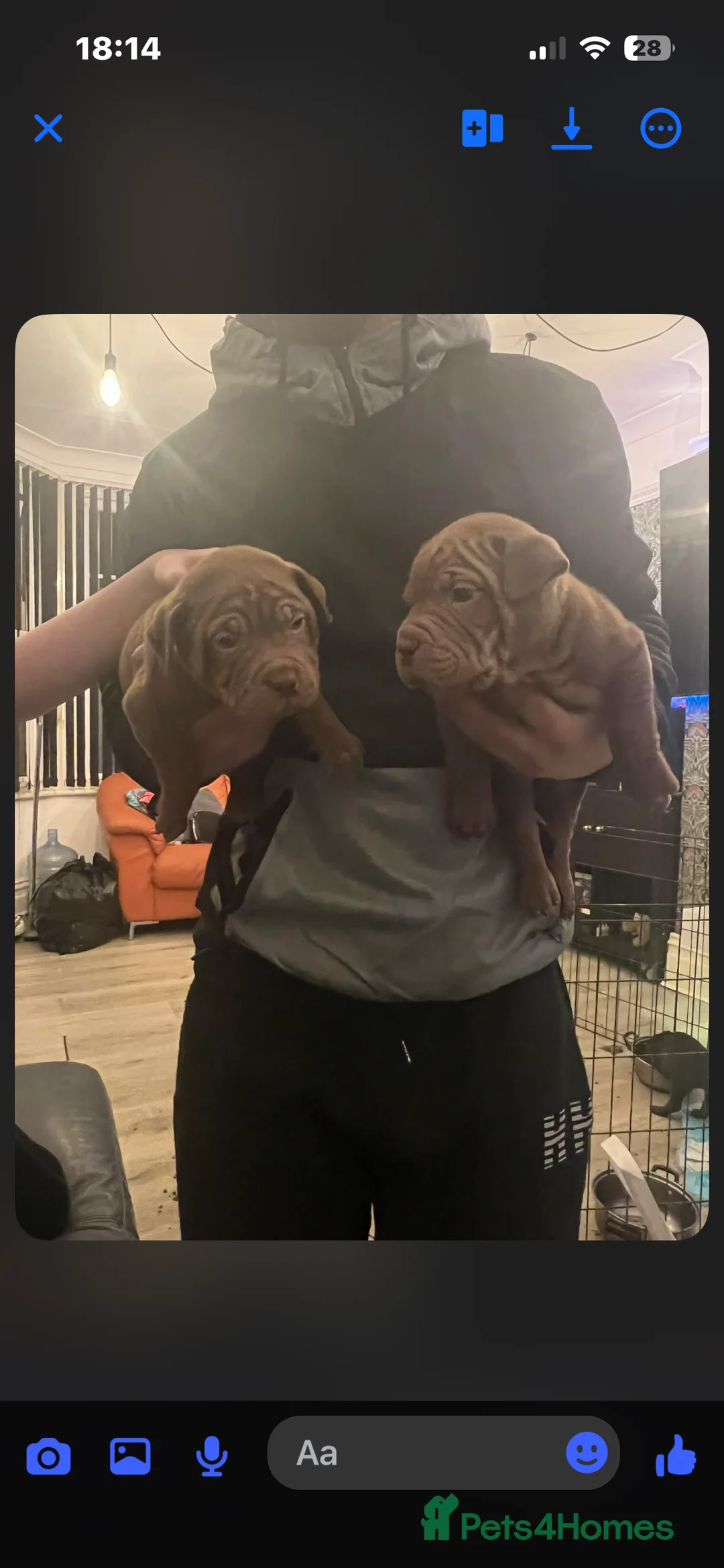 Mixed Breed dogs for sale: Shar pei x pocket bully - Advert 26