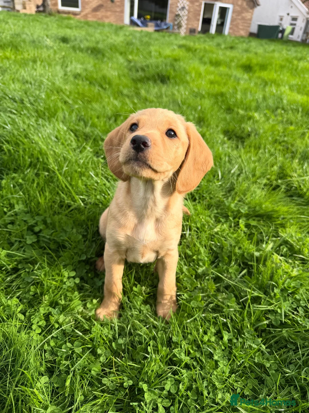 Mixed Breed dogs for sale: ‼️1 boy and 1 girl ‼️AVAILABLE NOW!!!   - Advert 2