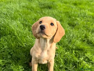 Mixed Breed dogs AVAILABLE NOW!!! For their forever homes - Advert 5