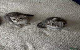 Scottish Fold cats for sale: 4 little Scottish kittens.🤍 - Image 6