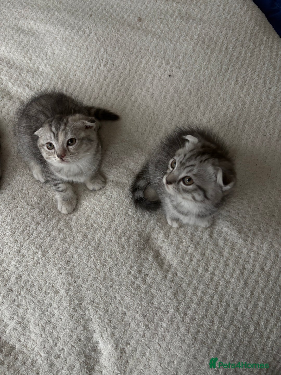 Scottish Fold cats for sale: 4 little Scottish kittens.🤍 - Image 6