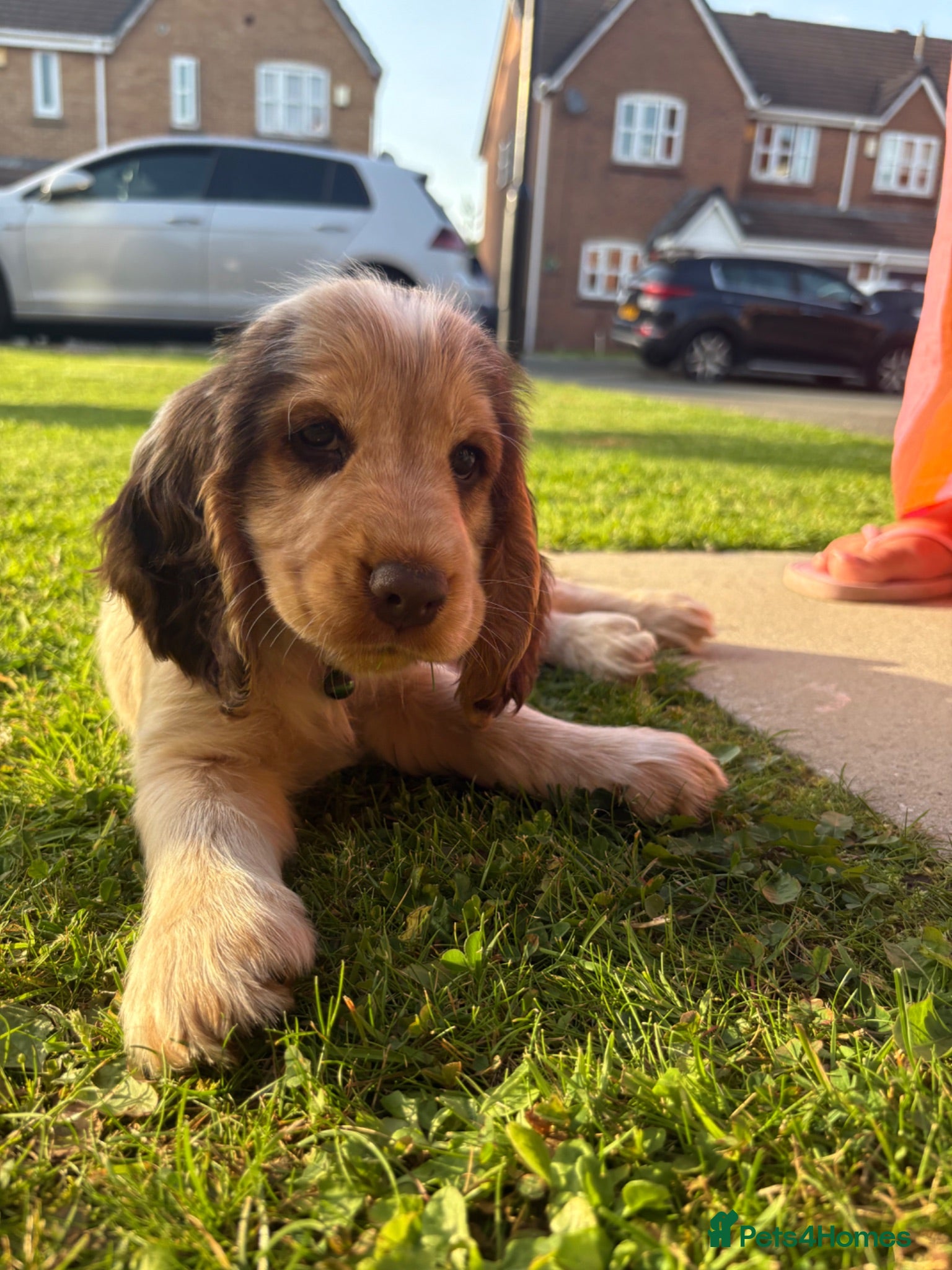 Cocker Spaniel dogs 💙3 Boys💙 KC Registered Show Cockerspaniel Puppy - Advert 2