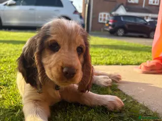 Cocker Spaniel dogs 💙3 Boys💙 KC Registered Show Cockerspaniel Puppy - Advert 2
