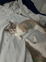 British Shorthair cats - Advert 8