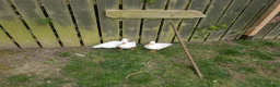 Ducks poultry for sale: Trio white call ducks  - Advert 4
