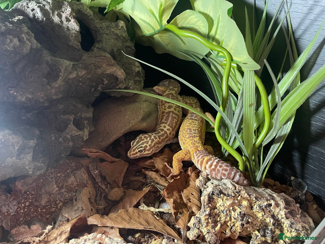 Leopard Gecko reptiles for sale: 2 Female Leopard Geckos (4 years old) – Full Setup - Advert 16