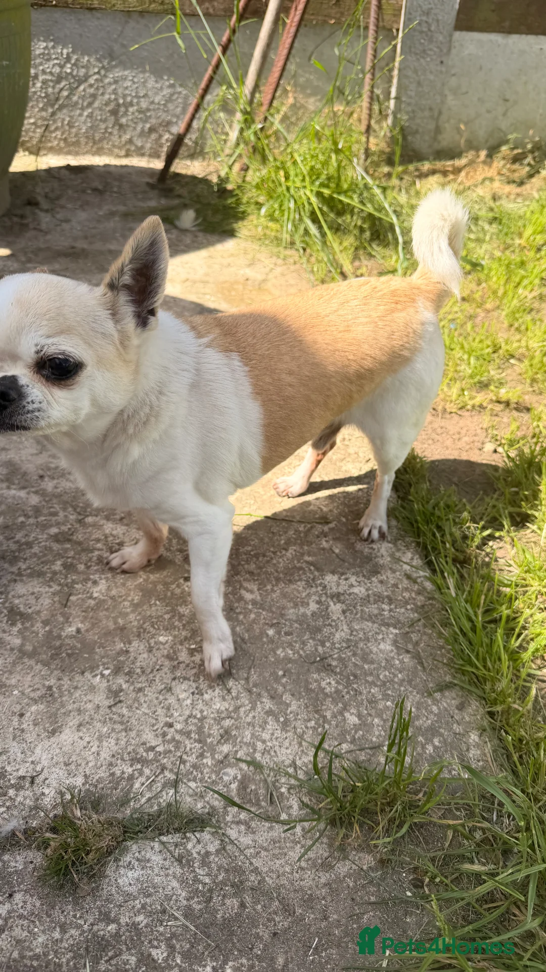 Chihuahua dogs for sale: Ben the chihuahua  - Advert 2