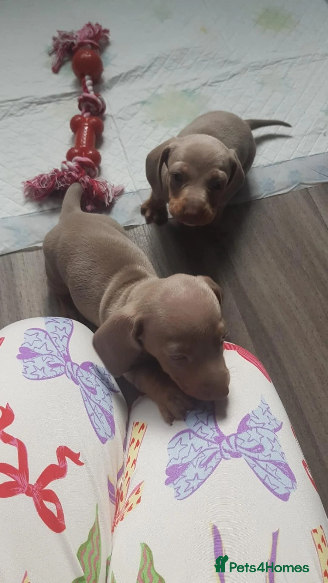 Miniature Dachshund dogs for sale: SMOOTH HAIRED MINIATURE DACHSHUND'S FOR SALE in Falkirk - Advert 8