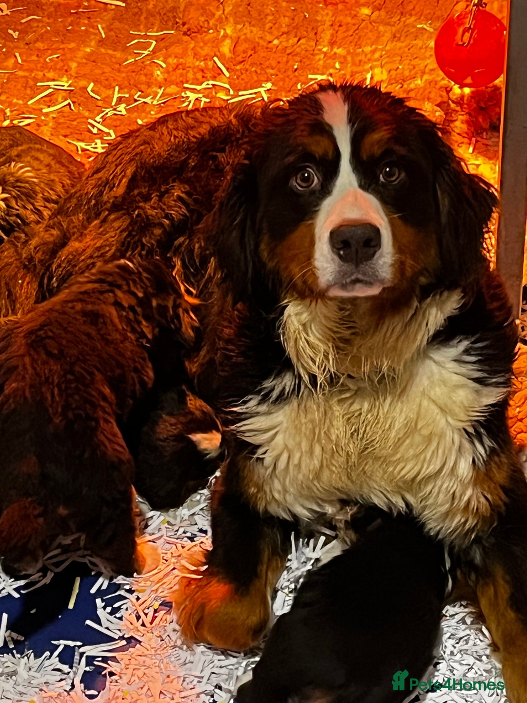 Bernedoodle dogs for sale: 1 Bernedoodle Male - Image 5