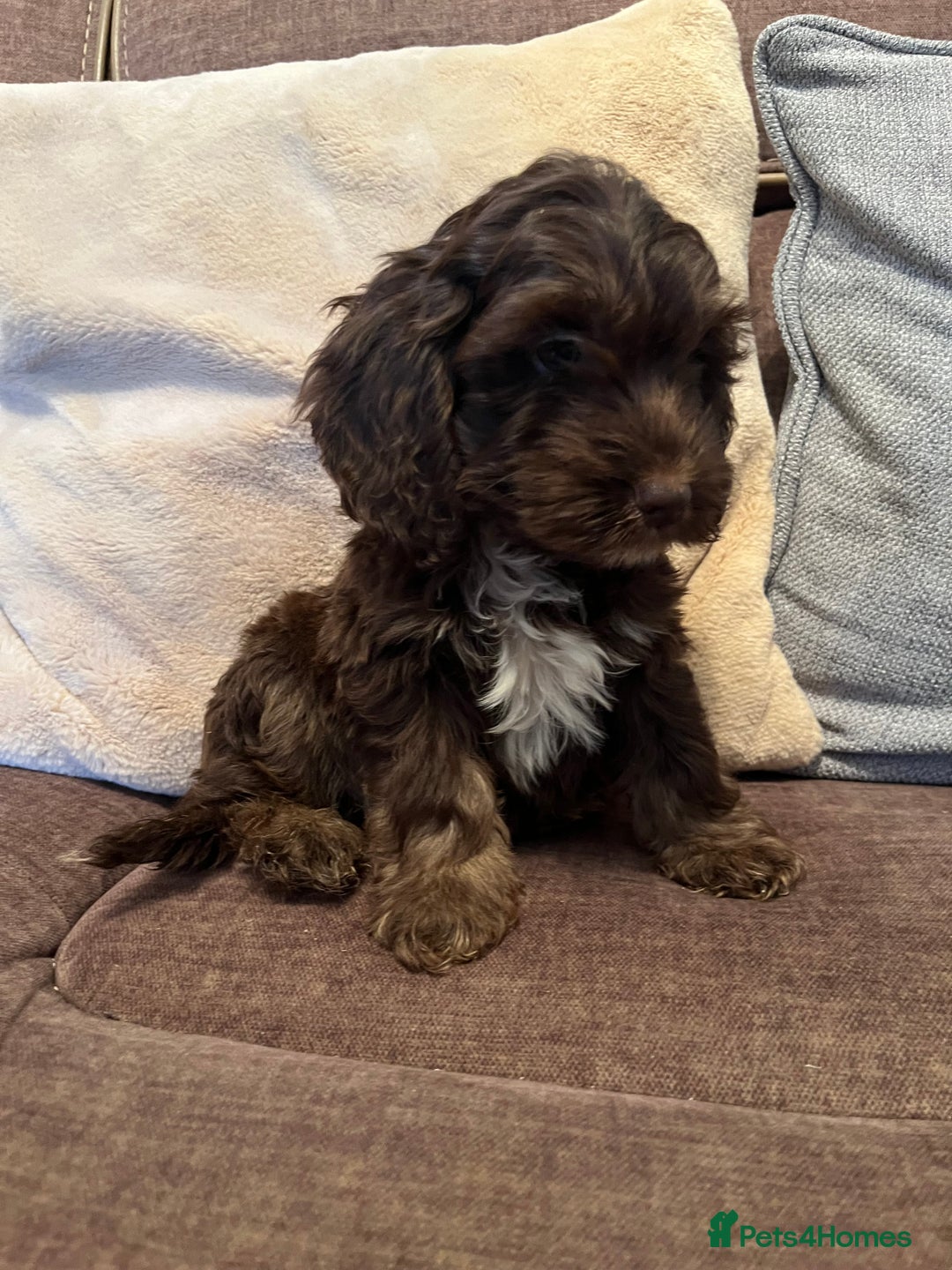 Cockapoo dogs for sale: 🩷🩷READY TO LEAVE🩷GORGEOUS🌟F1 Cockapoo pups  - Advert 9