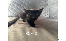 Maine Coon cats for sale: 1/4 Maincoon kittens  - Image 2