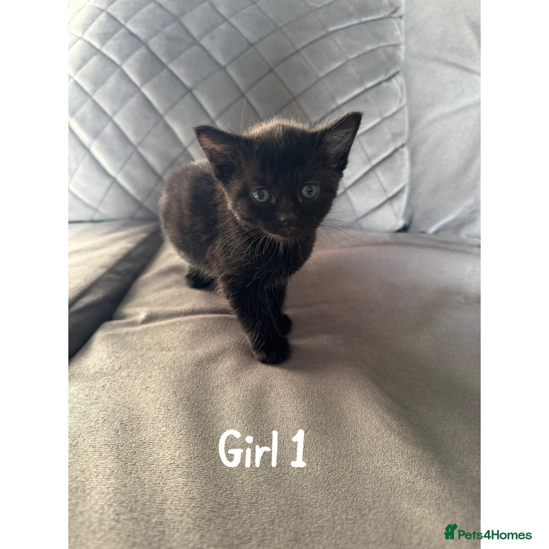 Maine Coon cats for sale: 1/4 Maincoon kittens  - Image 2