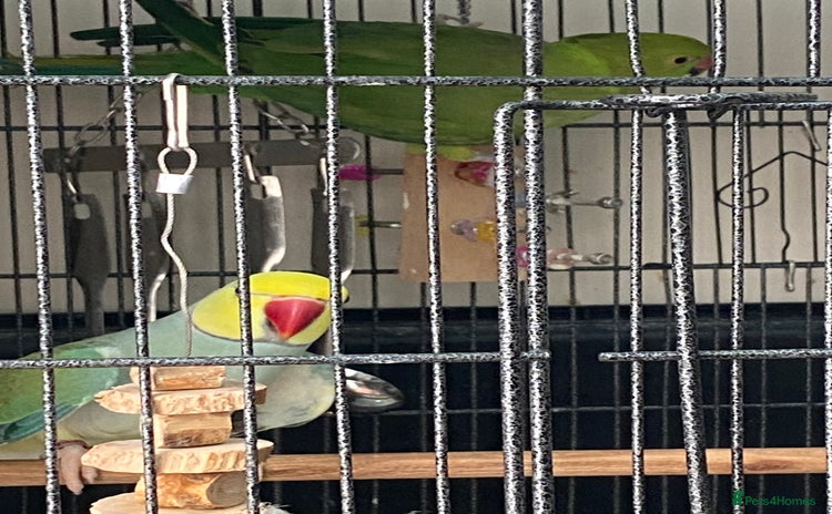 Parrots birds Indian ring necks  - Advert 8