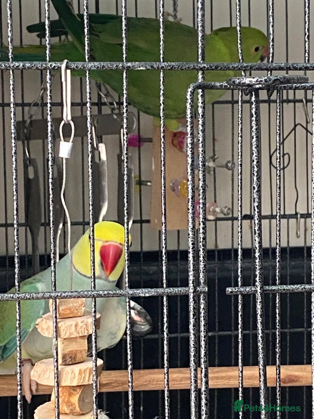 Parrots birds for sale: Indian ring necks  - Advert 1