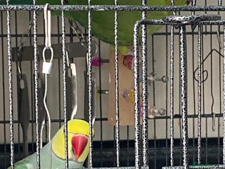 Parrots birds for sale: Indian ring necks - Advert 1