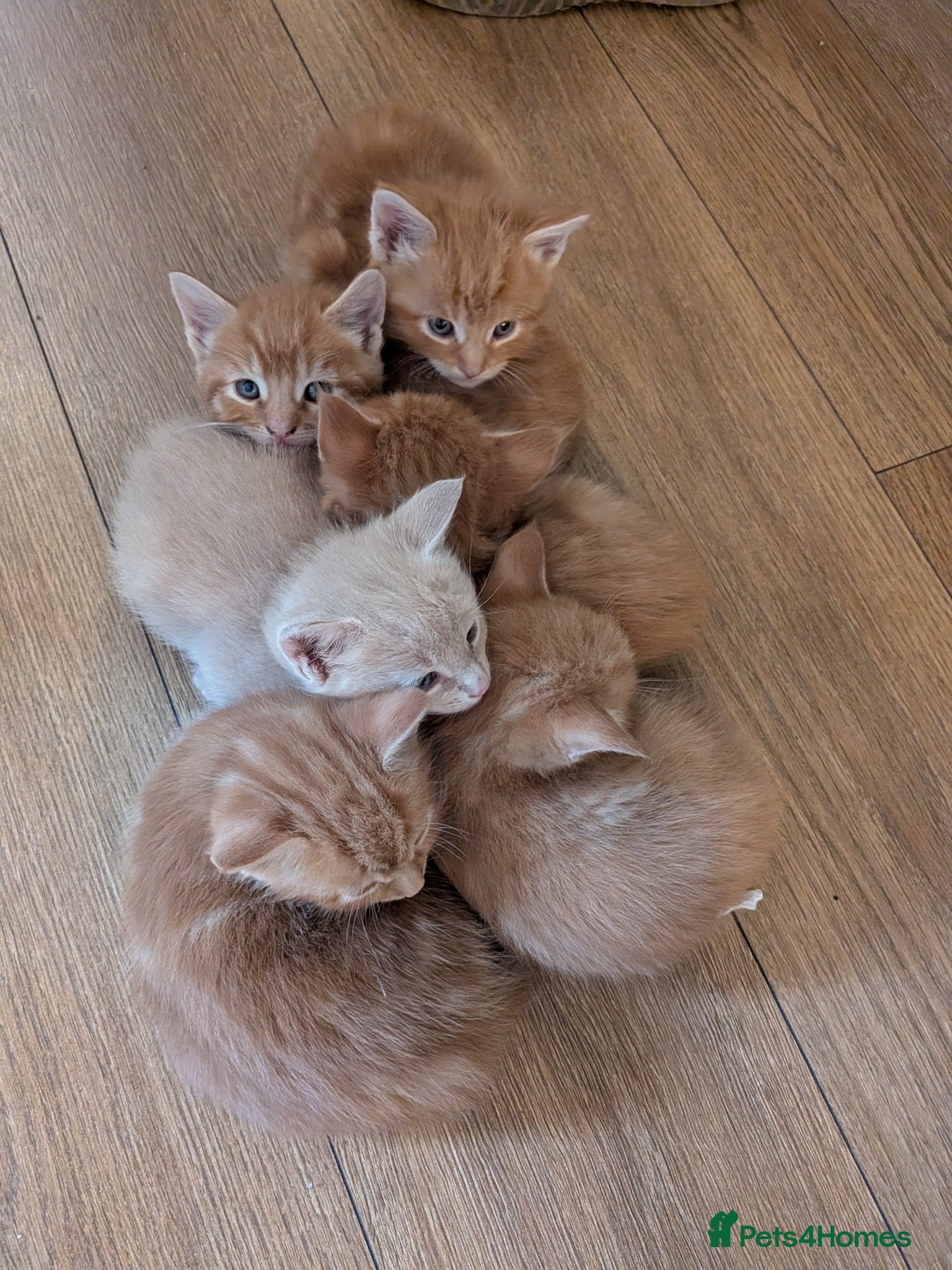 Maine Coon cats Maincoon mom 3 1/4 Maincoon dad  - Advert 9