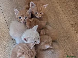 Maine Coon cats Maincoon mom 3 1/4 Maincoon dad - Advert 9