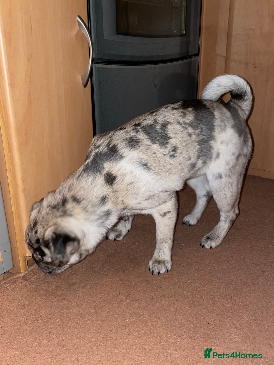 Pug dogs for sale: Pug puppy  - Advert 2