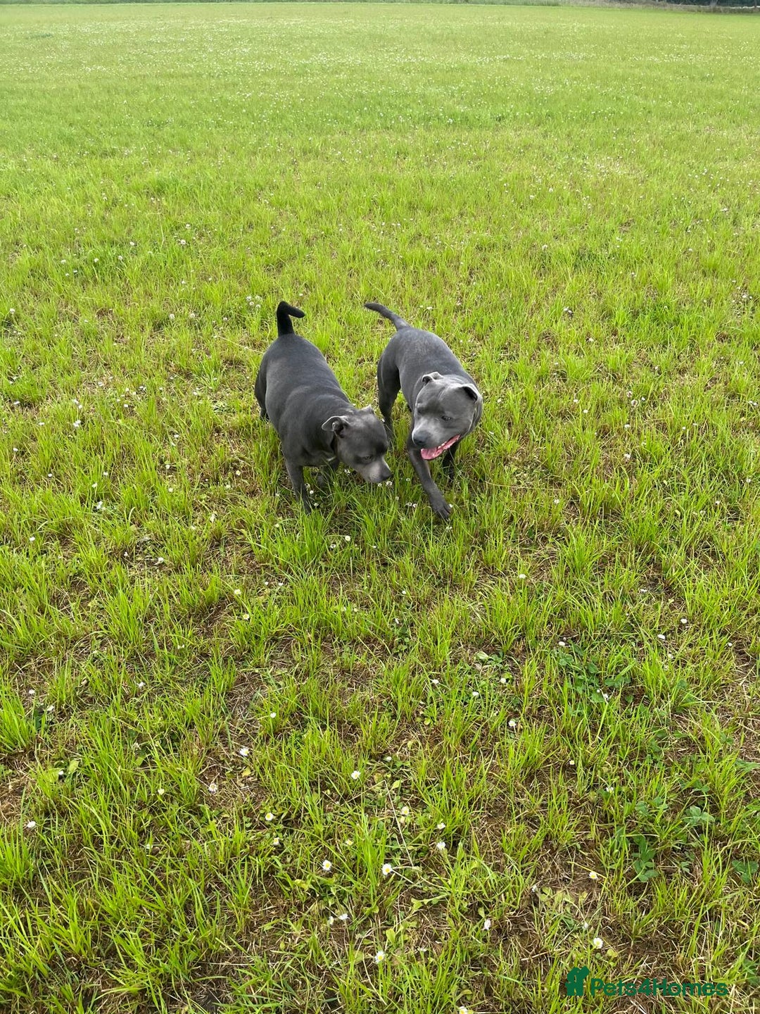 Staffordshire Bull Terrier dogs for sale: Beautiful Full Blue Staffordshire Puppies for sale - Image 4