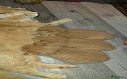 Maine Coon cats for sale: Amazing Mainecoon - Advert 16