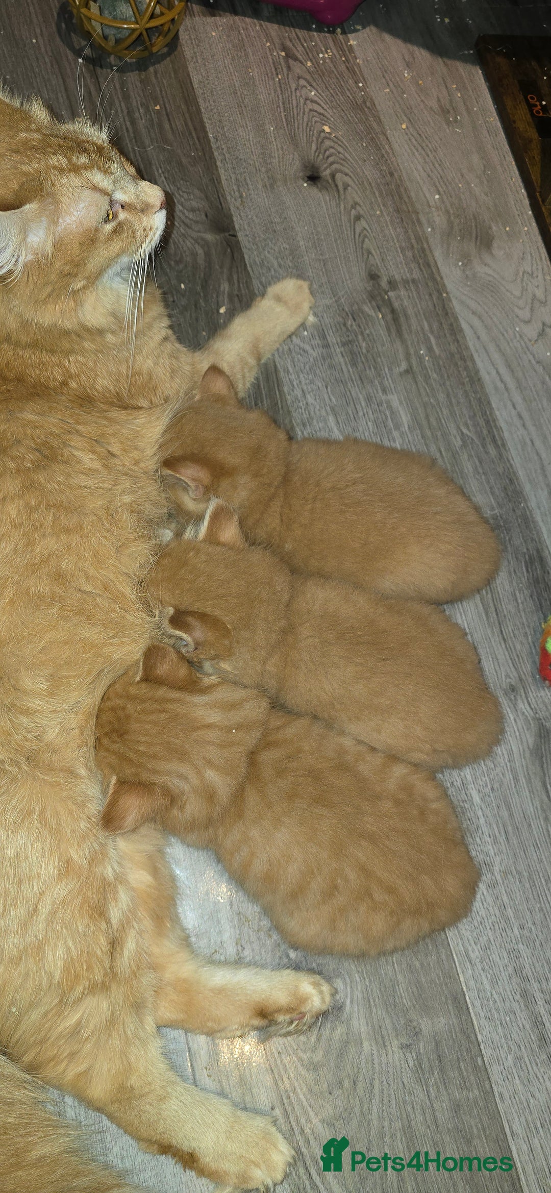 Maine Coon cats for sale: Amazing Mainecoon - Advert 16