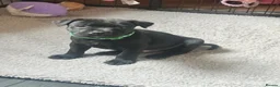 Staffordshire Bull Terrier dogs for sale: Ready to leave 23rd, staffy puppys(great quality)  - Advert 21