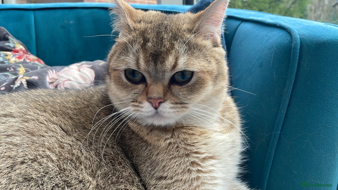 British Shorthair cats for sale: Alfie and Chester  - Image 3