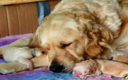 Golden Retriever dogs for sale: 🐕‍🦺Beautiful Pedigree Golden Retriever Puppies🦮 - Image 27