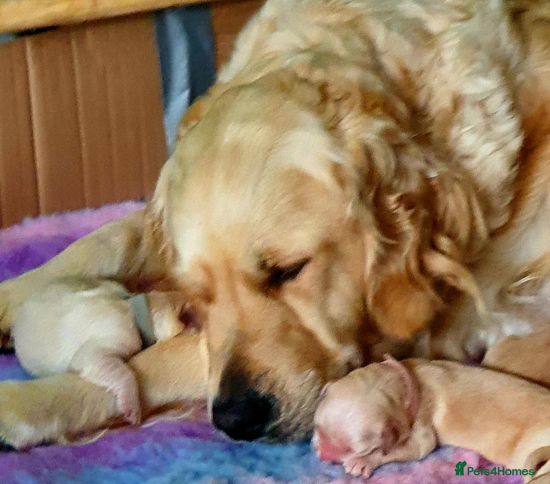 Golden Retriever dogs for sale: 🐕‍🦺Beautiful Pedigree Golden Retriever Puppies🦮 - Image 27