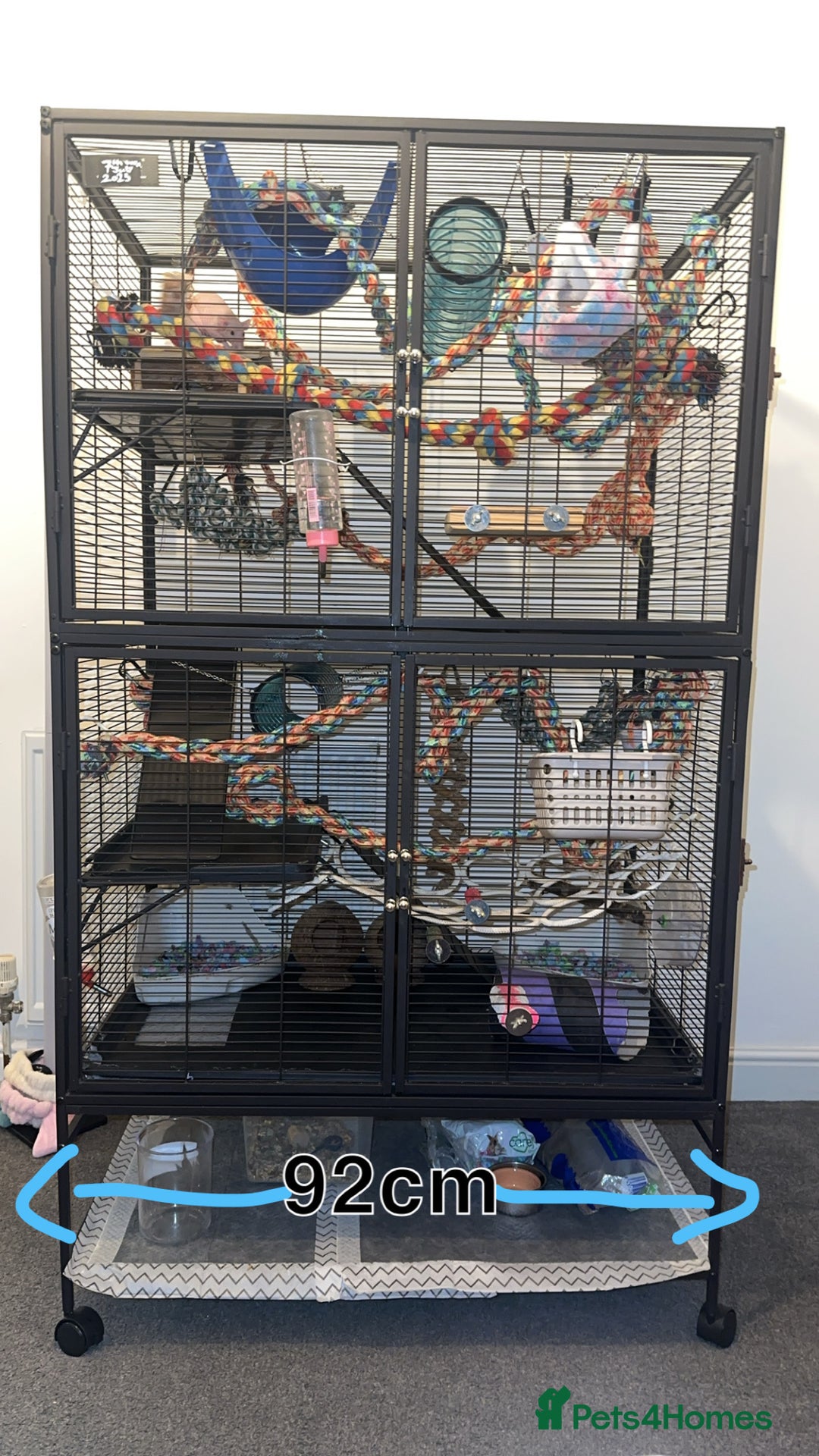 Rat rodents for sale: 2 female bold rats with cage and accessories  - Advert 1