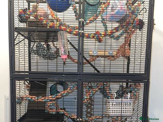 Rat rodents 2 female bold rats with cage and accessories - Advert 1