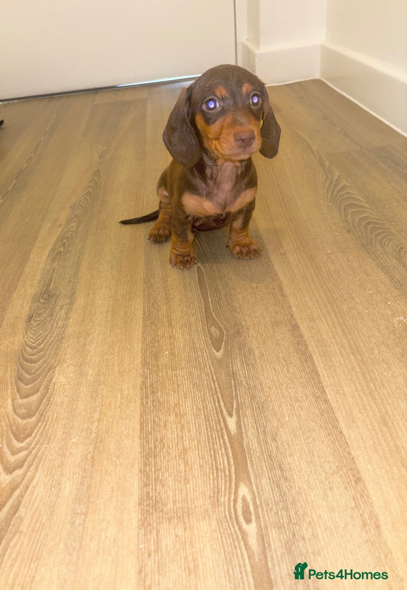 Dachshund dogs Dachsuand  - Advert 1