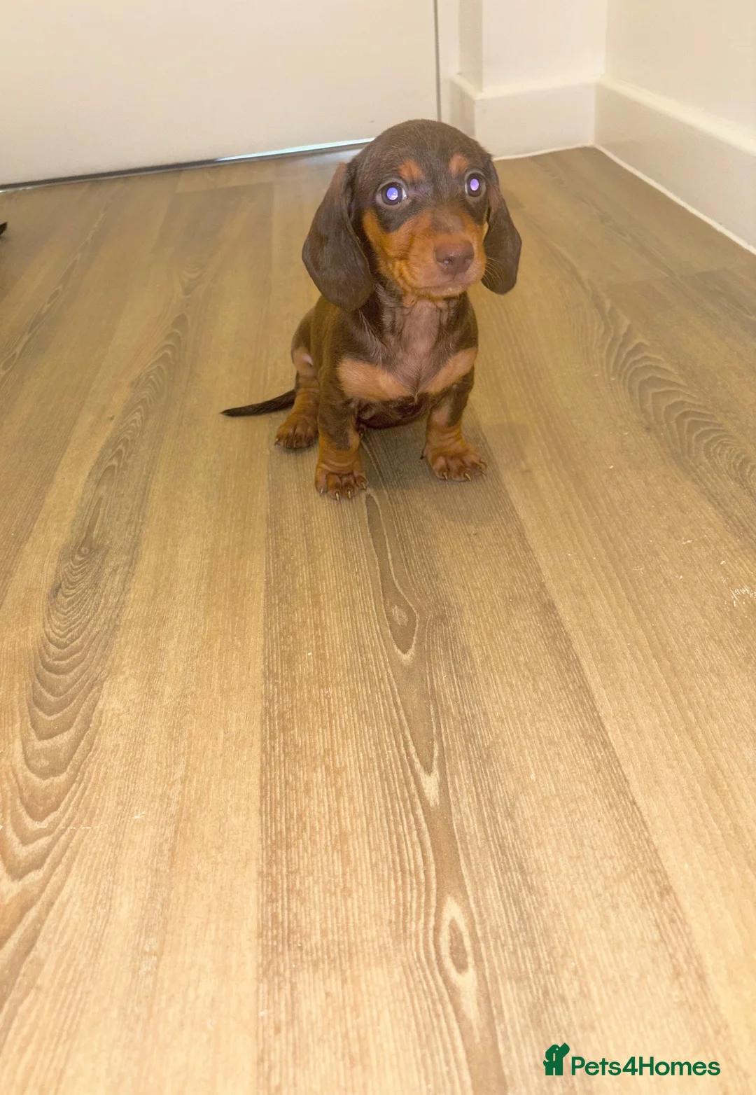 Dachshund dogs for sale: Dachsuand  - Advert 1