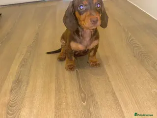 Dachshund dogs Dachsuand - Advert 1