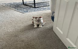 British Shorthair cats for sale: Stunning British shorthair kittens! 1 female left  - Image 2