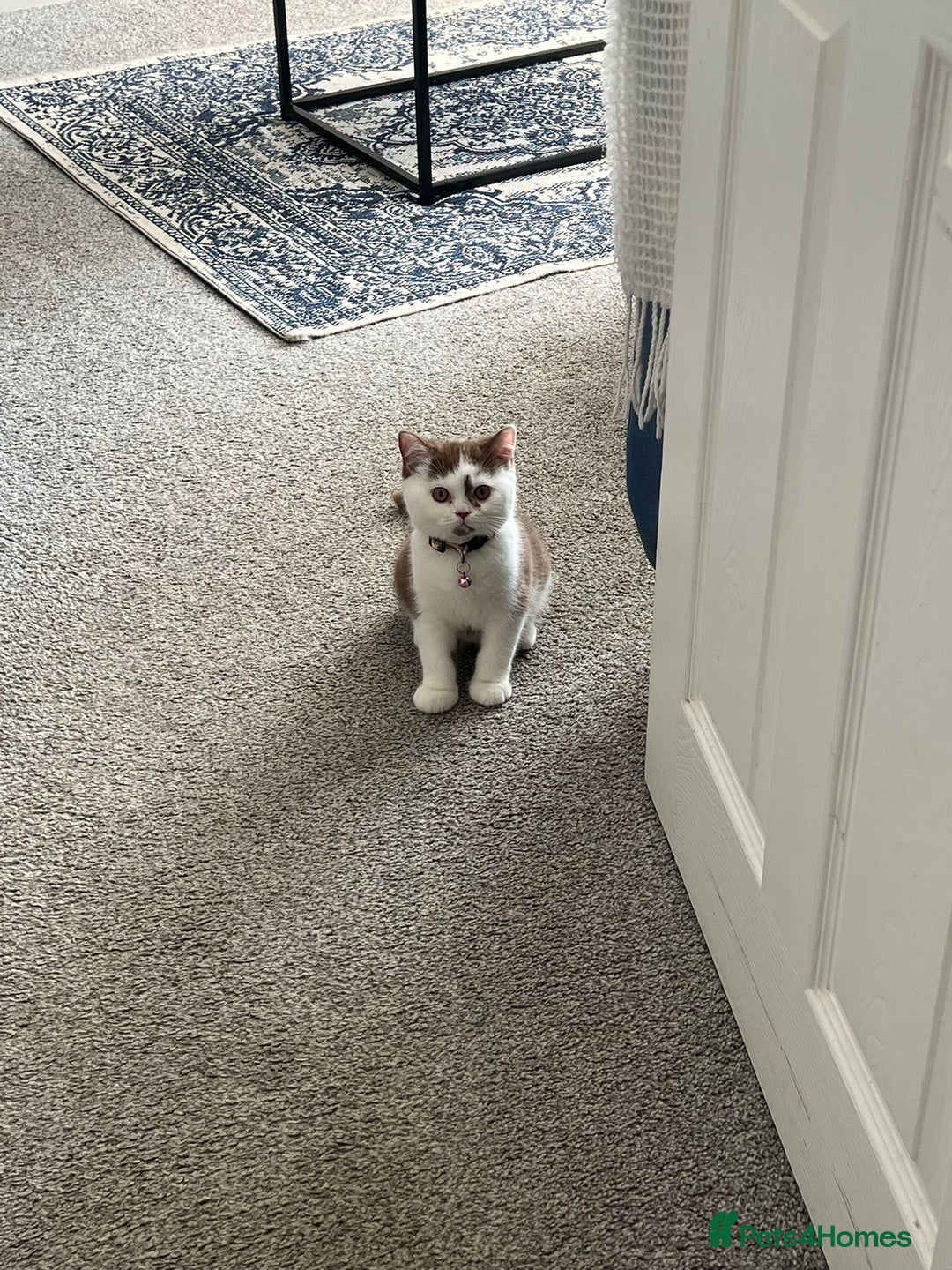 British Shorthair cats for sale: Stunning British shorthair kittens! 1 female left  - Image 2