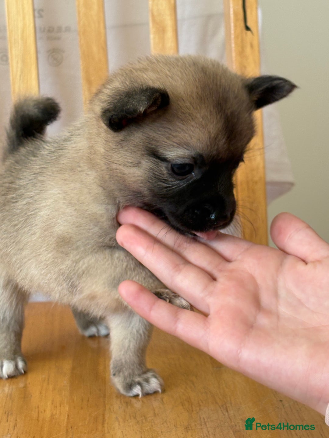 Pomchi dogs for sale: Dollys beautiful puppies - Image 4