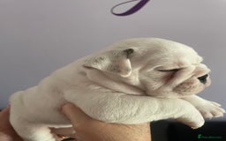 English Bulldog dogs for sale: 4 KC English Bulldog Puppies  - Image 35